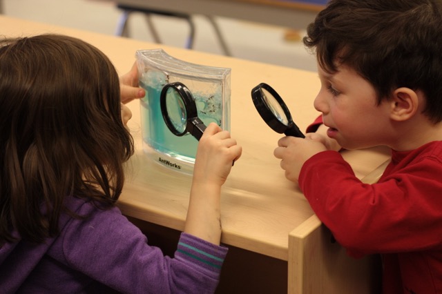ant farm