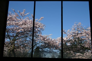 cherry blossoms