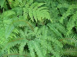 ferns