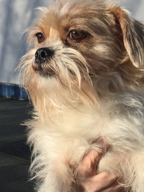toto